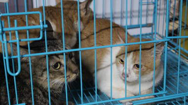 Rescuers loading crates of cats onto a truck