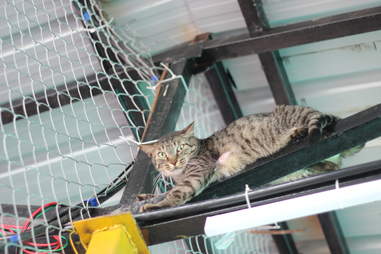 Cat hiding on top of platform