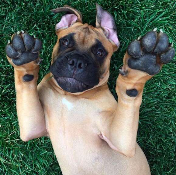 Bull mastiff Brutus who lives in California