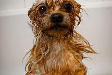 why do dogs hate baths