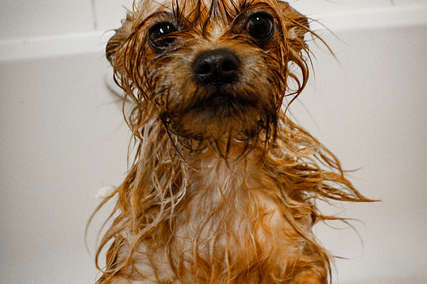 Dog Baths Why Your Dog Hates Getting Clean The Dodo