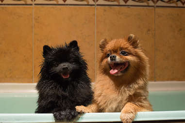 puppies in the bath tub