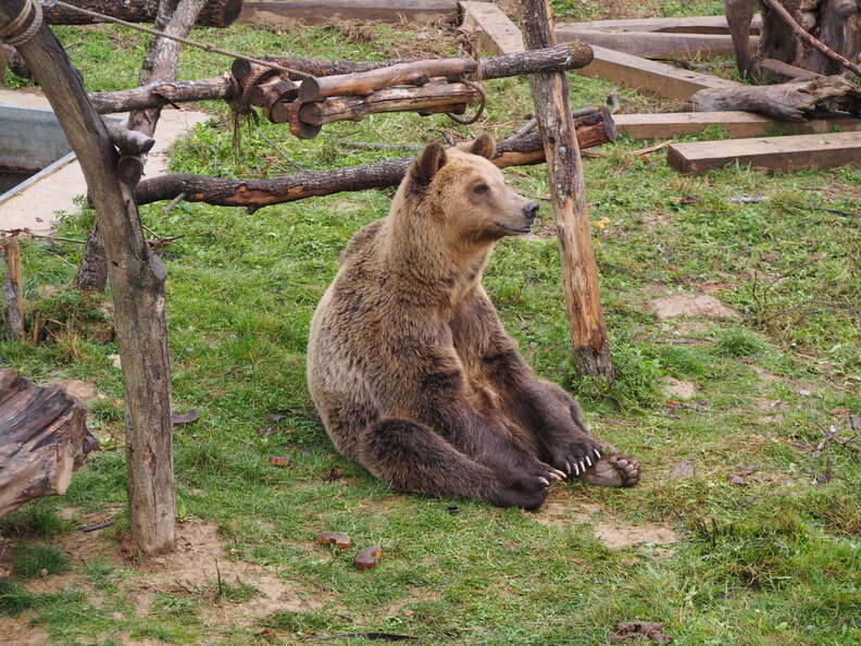 Tomi the bear at sanctuary in Kosovo