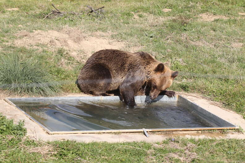 Tomi bear playing in his own pool at the sanctuary