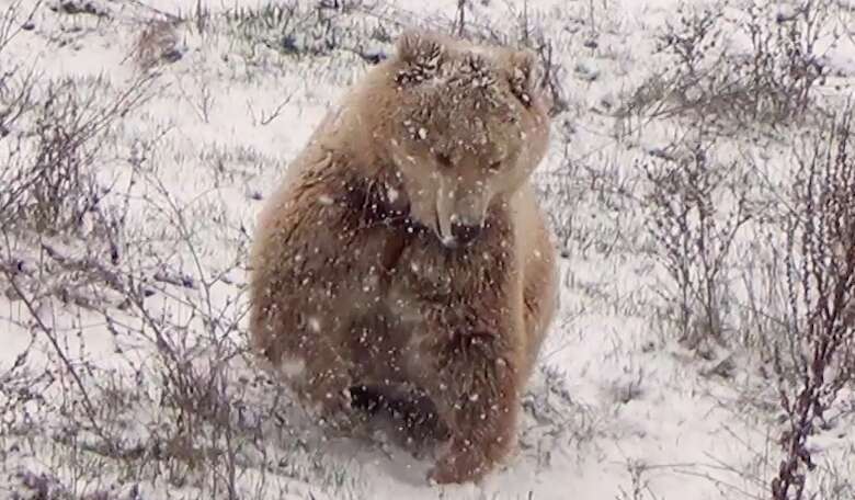 Bear saved from restaurant joyfully playing in the snow