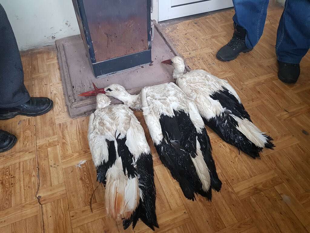 Wild storks warming up in front of a heater