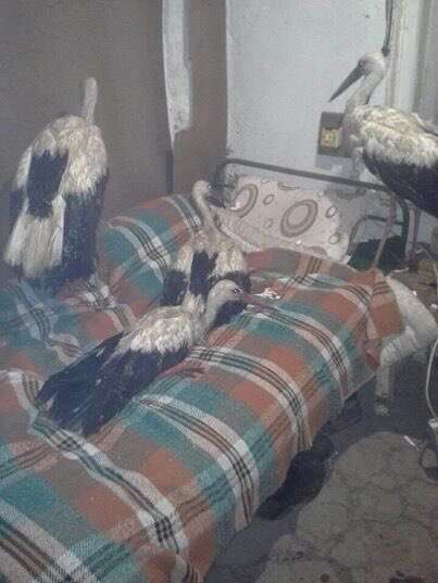 Wild storks nestled on bed