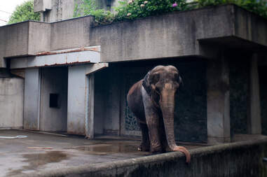 lonely elephant solitary japan