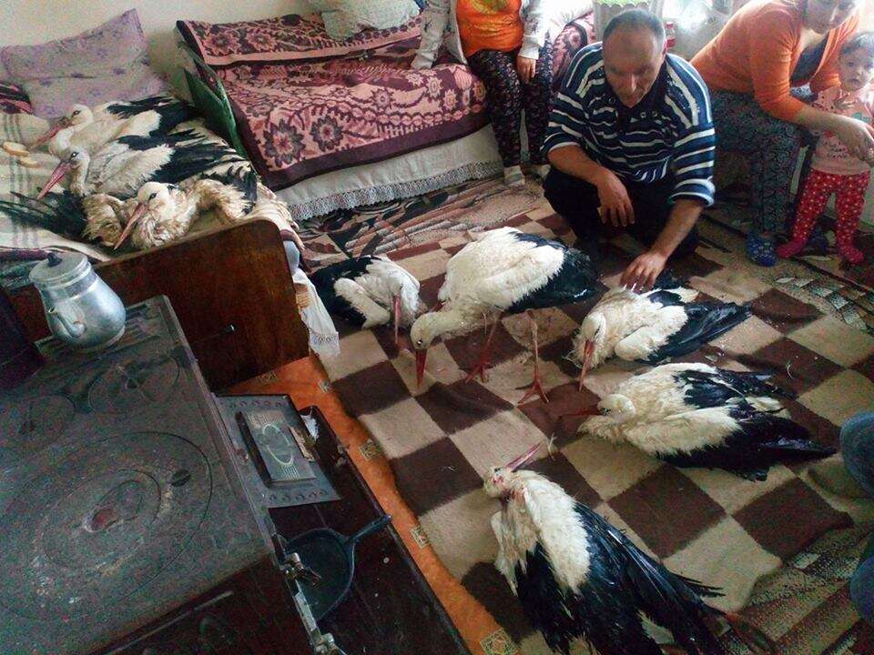 Man opening up his home to wild storks