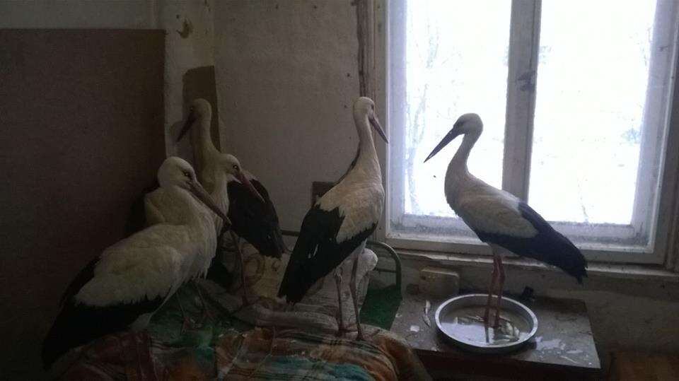 Wild storks inside someone's bedroom