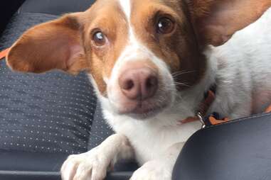 George the corgi mix driving home from shelter