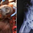 Orangutan shot with bullets