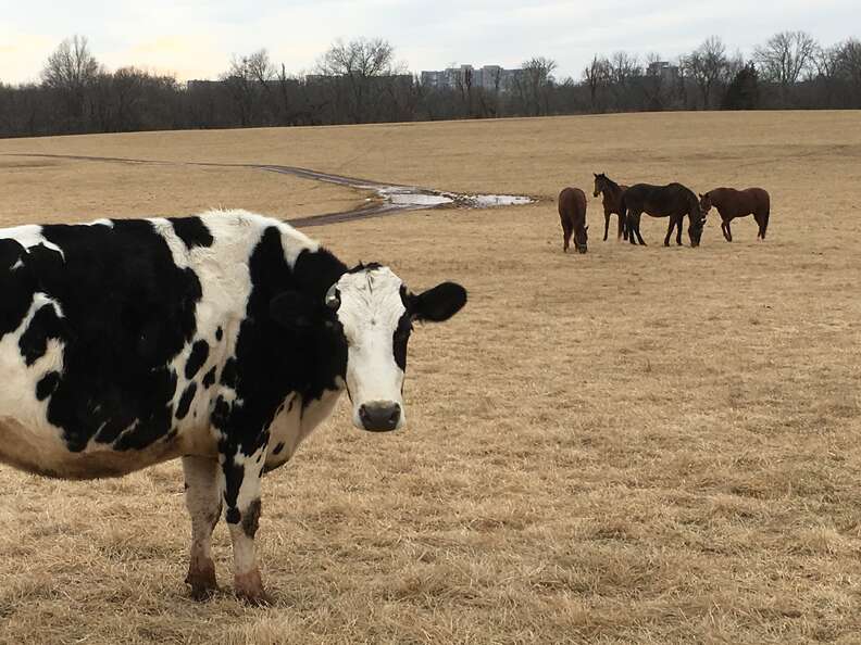 Rescued dairy cow with horses