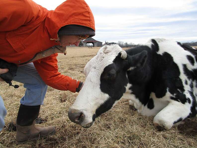 Rescued dairy cow Maisie getting pet at sanctuary