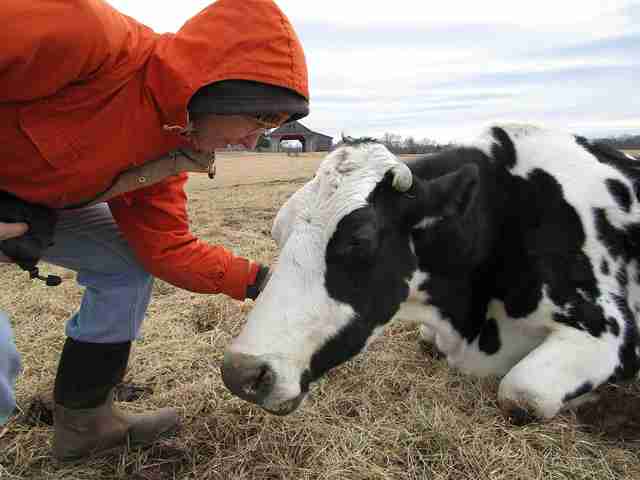 cow saved from dairy farm has baby at sanctuary - the dodo