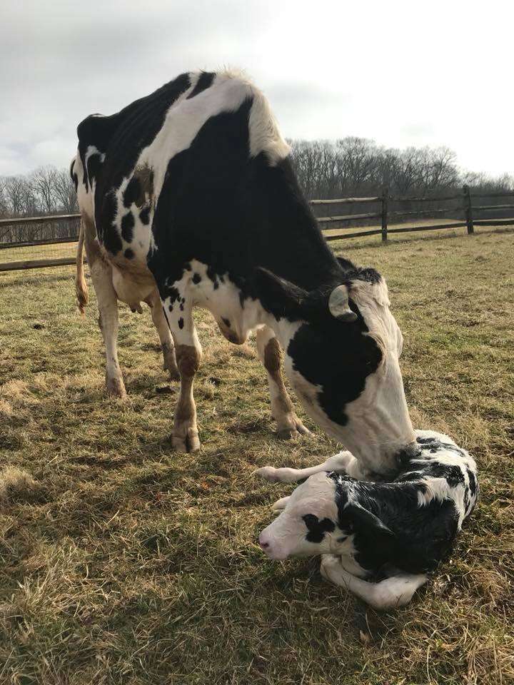 Rescued dairy cow snuggles with her calf