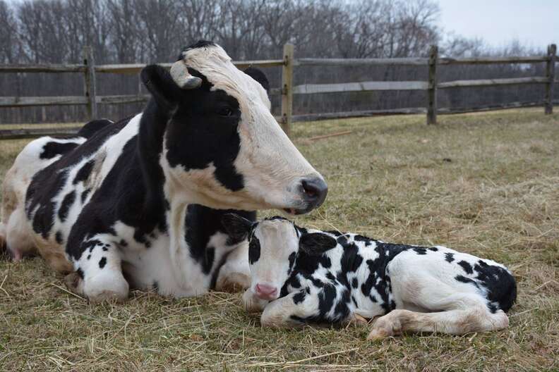 Rescued dairy cow snuggles with her calf