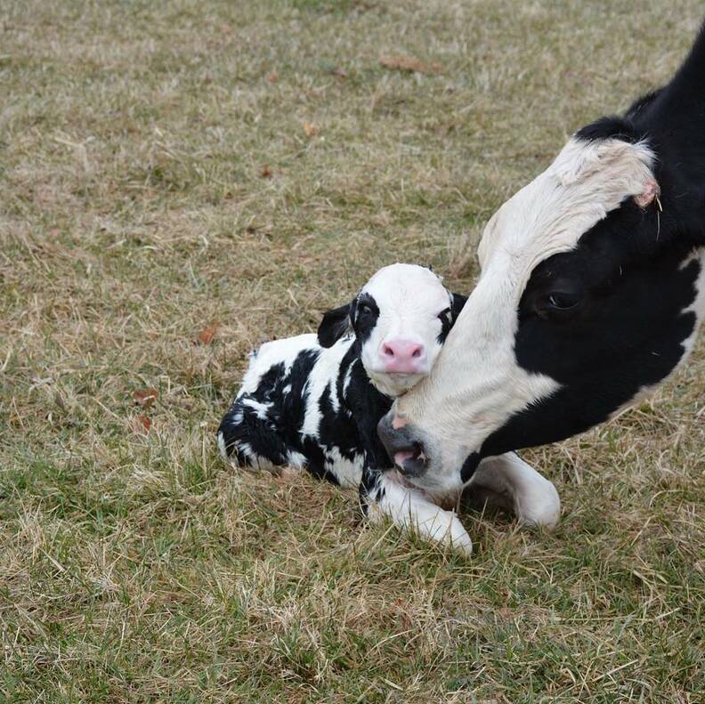 Cow Saved From Dairy Farm Has Baby At Sanctuary The Dodo