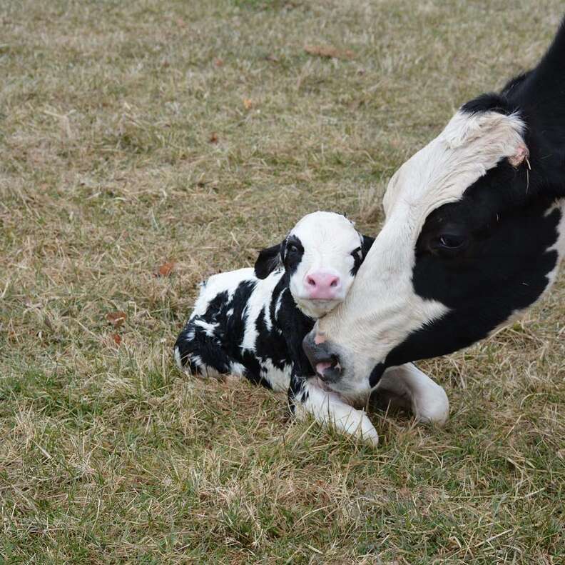 Cow Saved From Dairy Farm Has Baby At Sanctuary - The Dodo
