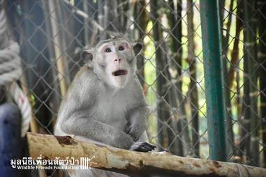Macaque monkey inside quarantine enclosure
