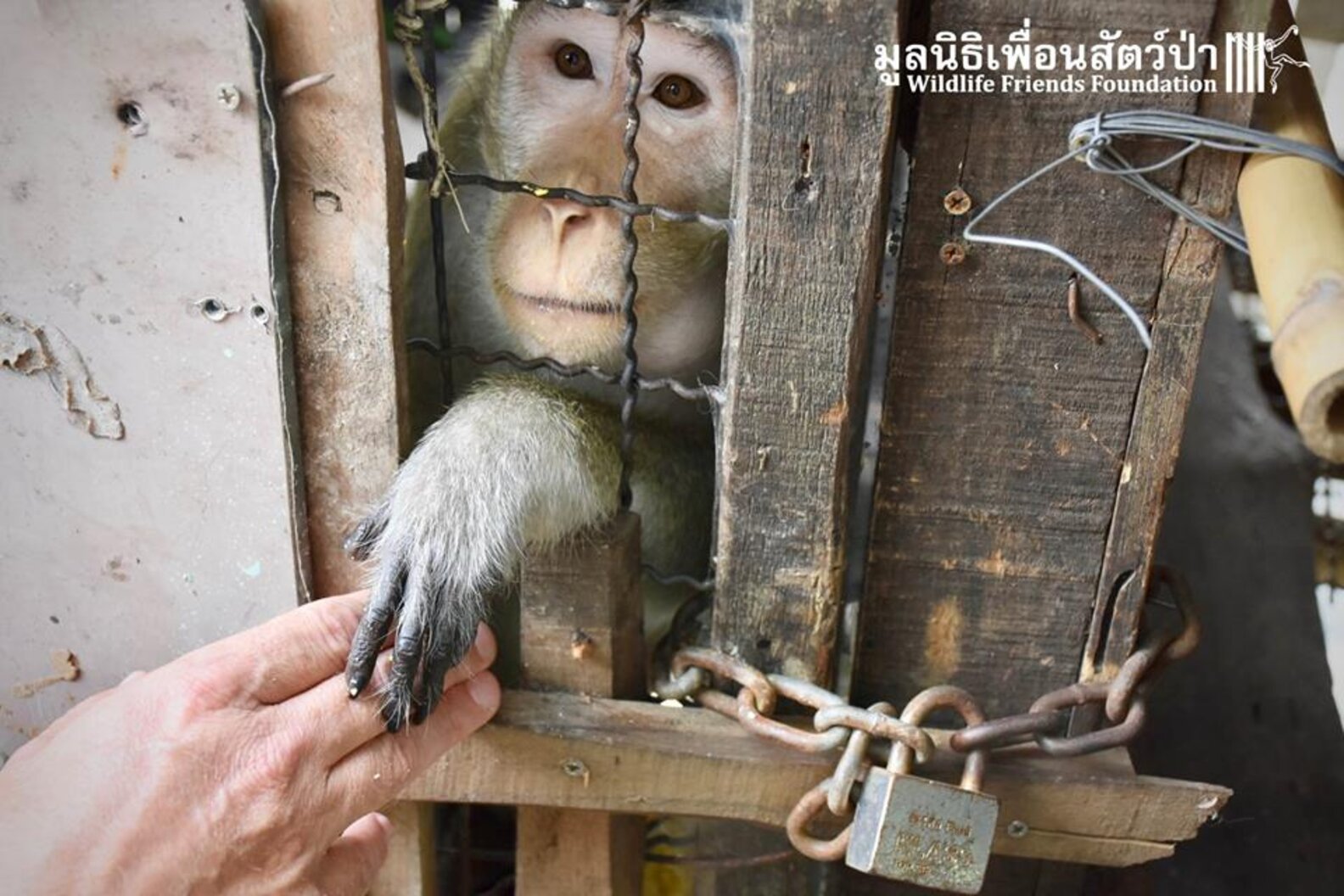 Macaque Monkey Was Locked Inside Cage For Seven Years - The Dodo