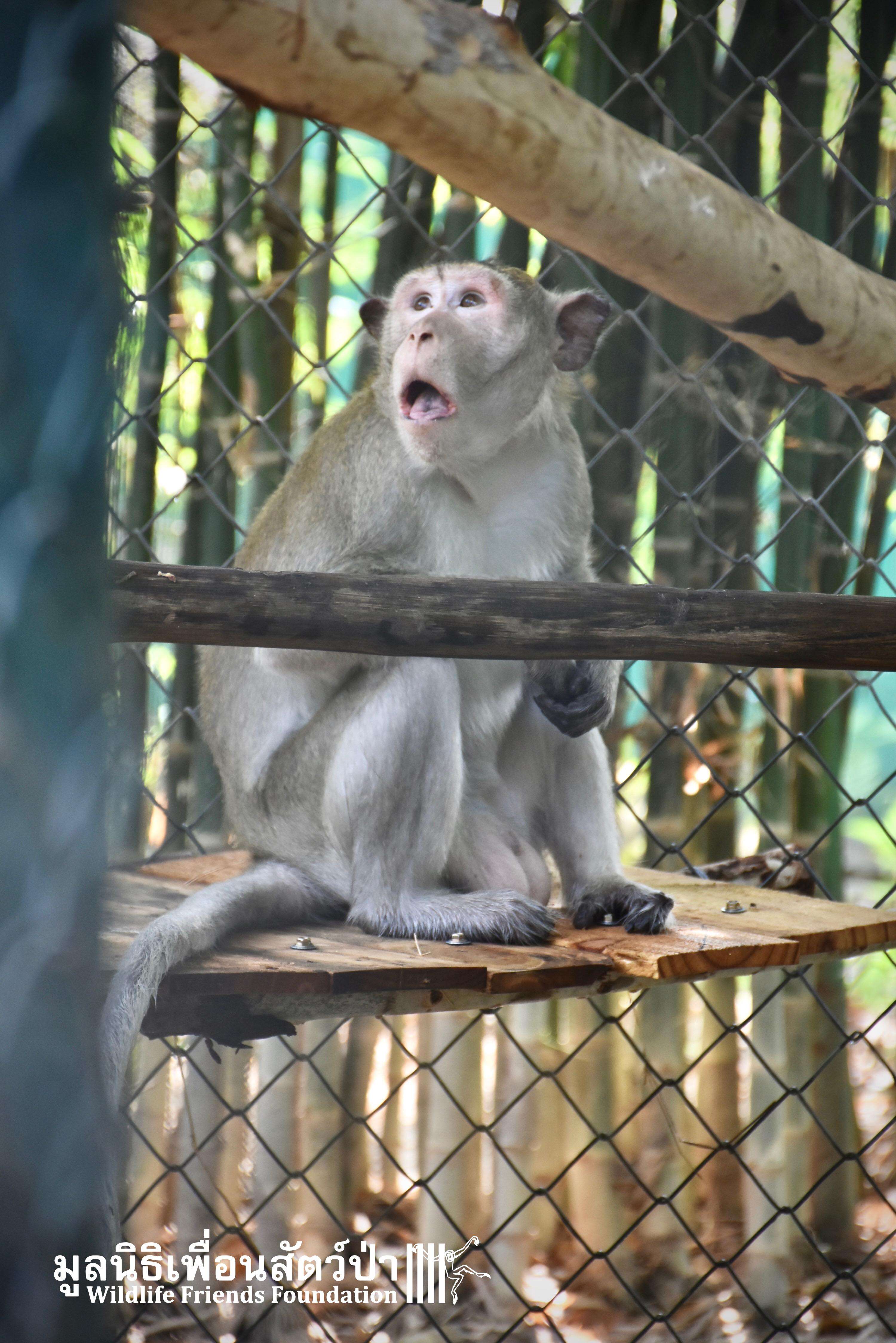 Monkey Incloser Macaque Monkey Was Locked Inside Cage For Seven Years - The Dodo