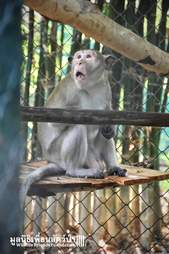 Macaque monkey inside quarantine enclosure