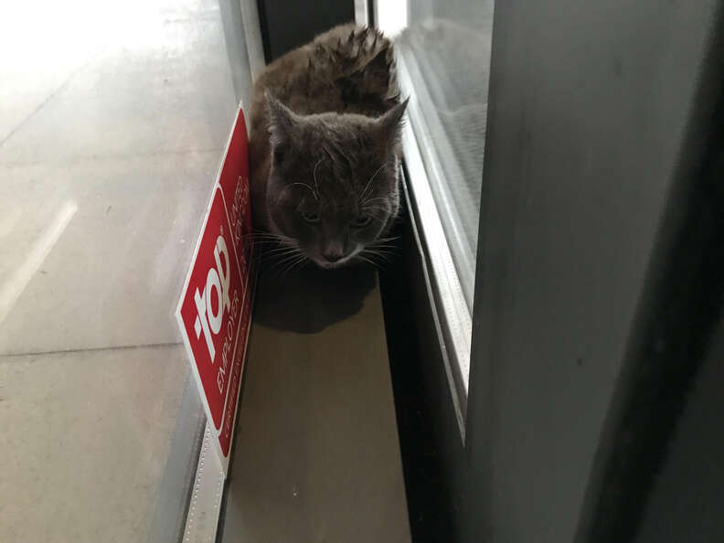 Cat Gets Stuck Between Automatic Glass Doors Trying To Stay Dry The Dodo