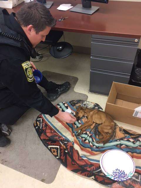 starving puppy apartment pennsylvania