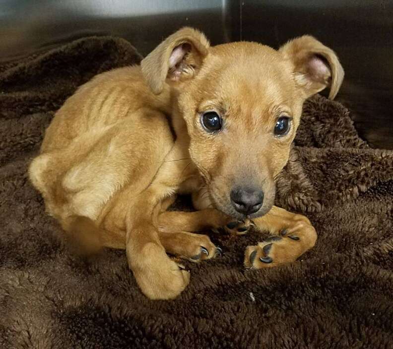 Starving Puppy Locked In House Adopted By Cop Who Saved Her - The Dodo