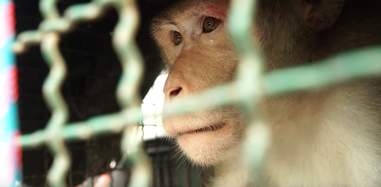 Macaque monkey looking out of cage