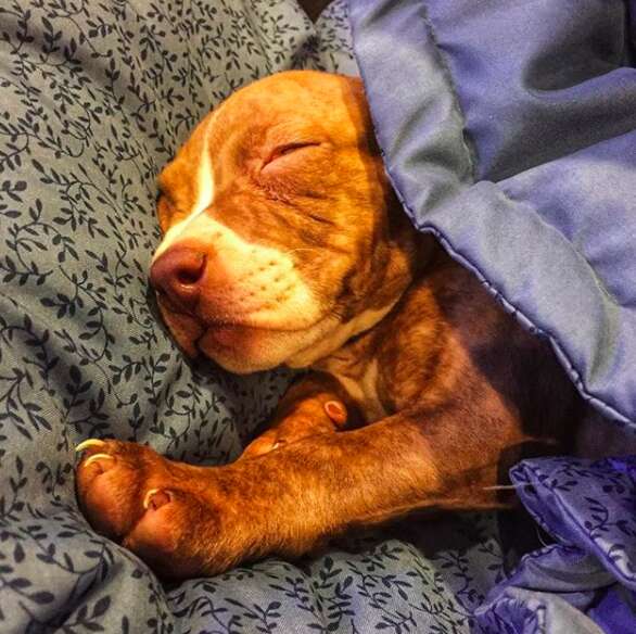 pit bull abandoned in an alley