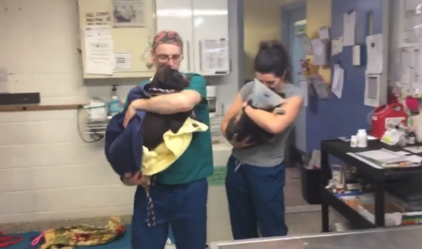 Vet Techs Cradle Dogs To Comfort Them After Surgery The Dodo