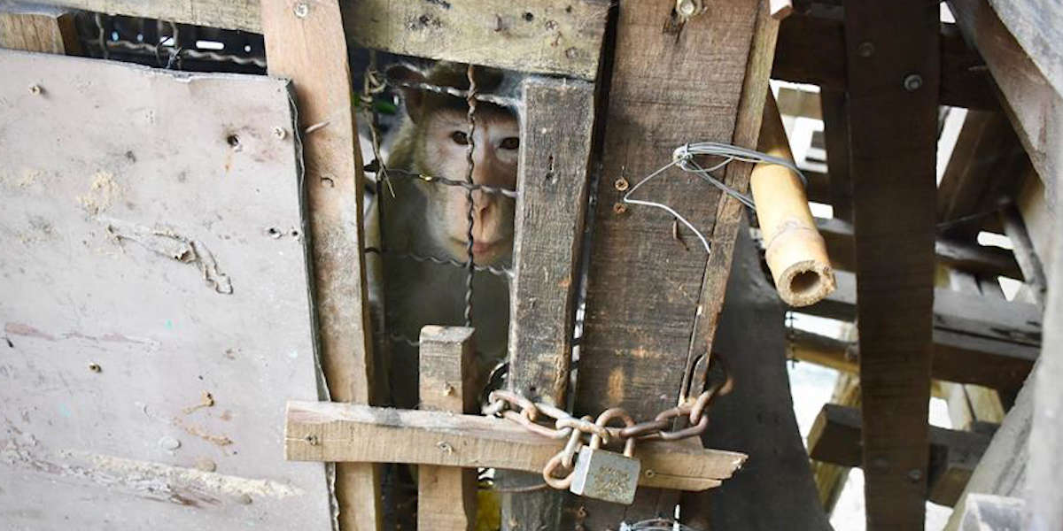 Macaque Monkey Was Locked Inside Cage For Seven Years - The Dodo