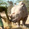 People remember Sudan, the last male northern white rhino, in Kenya