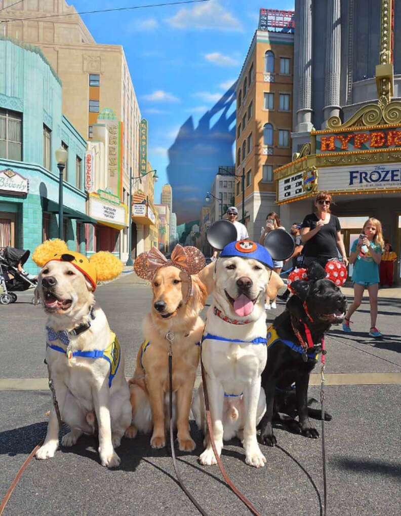 are service dogs in training covered in california