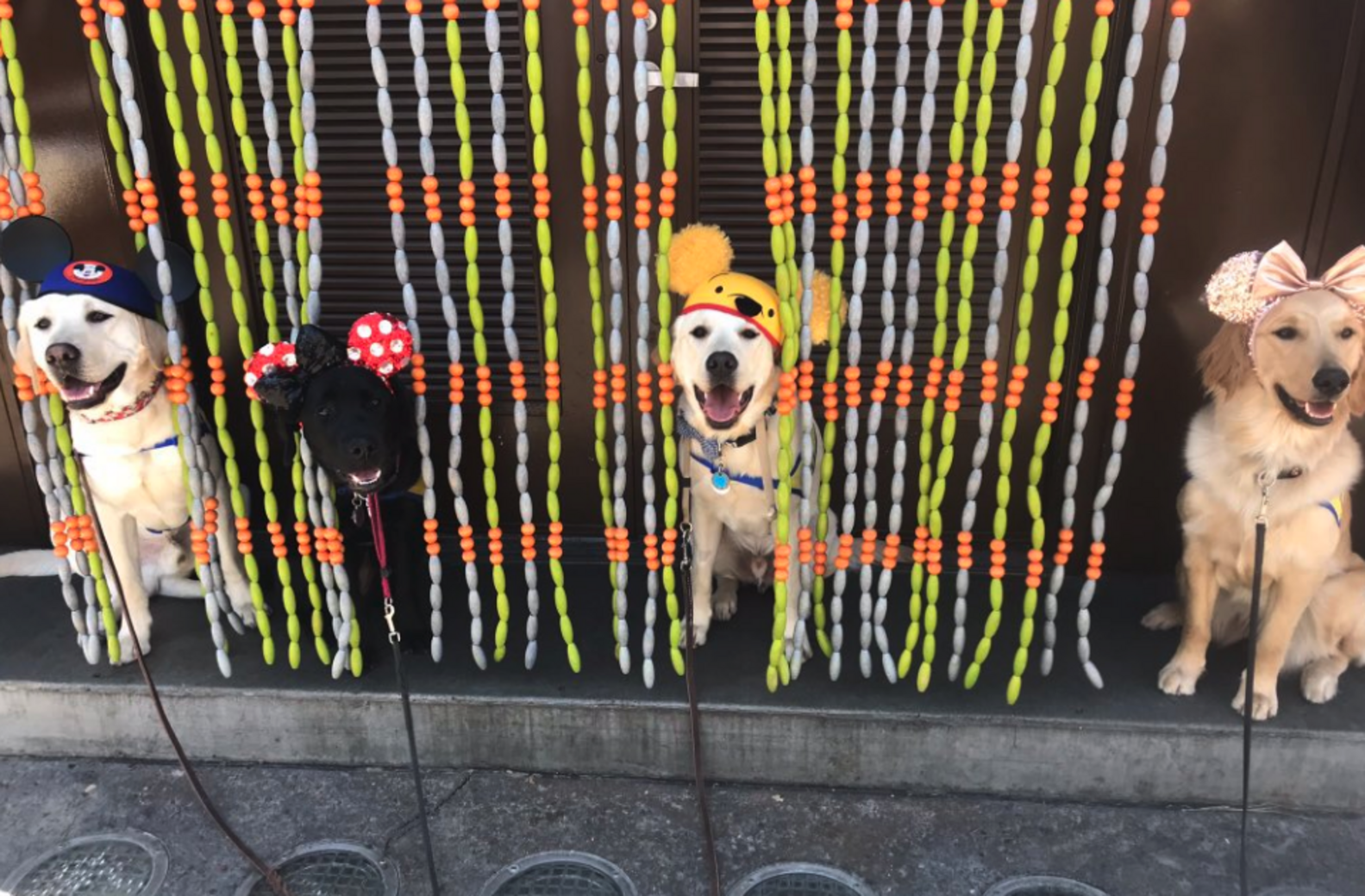 Service Dogs In Training Take Adorable Field Trip To Disneyland - The Dodo