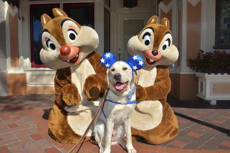 This service dog took the cutest trip to Walt Disney World - Good