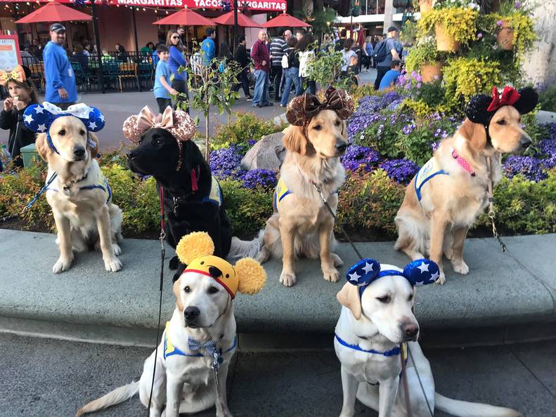 Service Dogs In Training Take Adorable Field Trip To Disneyland The Dodo