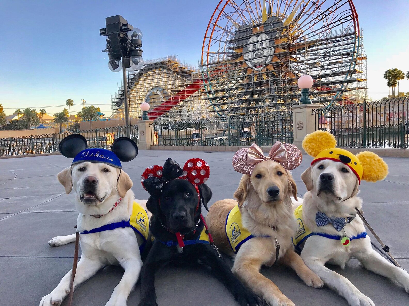 Service Dogs In Training Take Adorable Field Trip To Disneyland - The Dodo