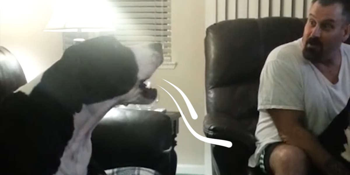 Jealous Great Dane Throws Tantrum - Videos - The Dodo