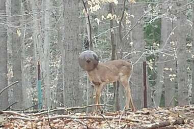 Deer with light fixture on head