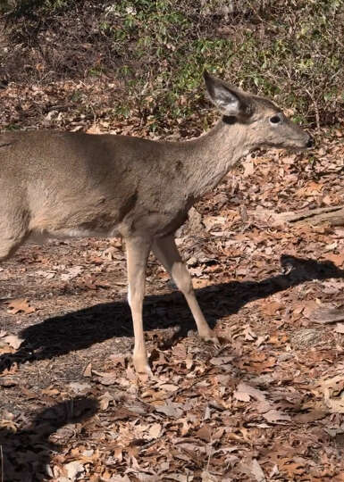 rescued deer rejoins his herd