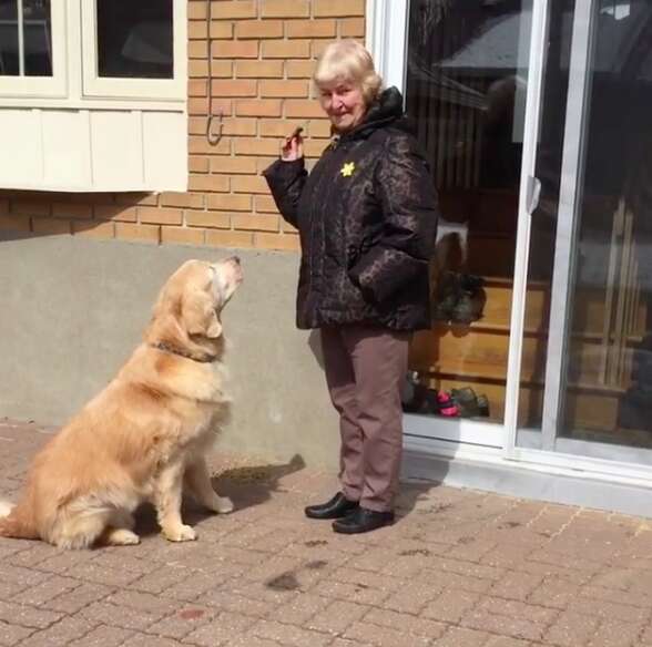 dog visits neighbor every day