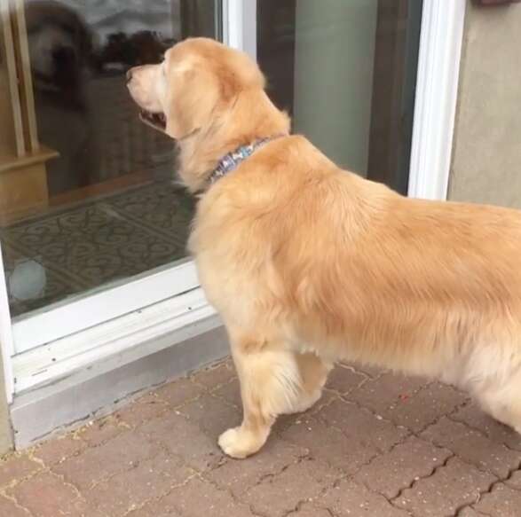 dog visits neighbor every day