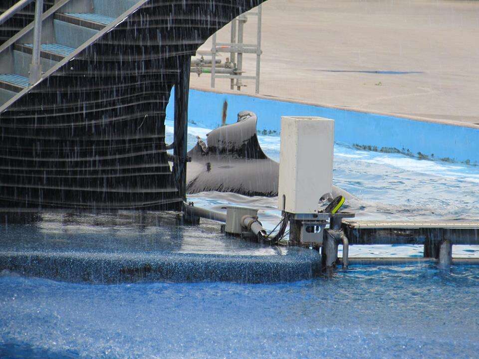 Captive orca's collapsed fin