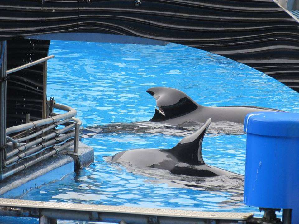 Two orcas inside tank