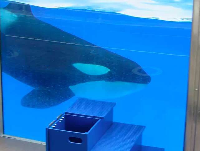 Captive orca inside tank