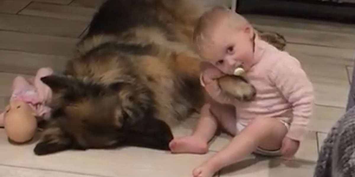 Dog Loves Being A Big Brother To His Little Girl - Videos - The Dodo