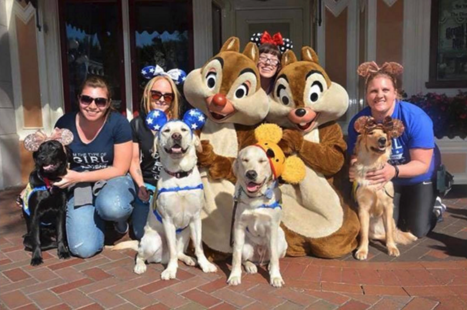 Service Dogs In Training Take Adorable Field Trip To Disneyland - The Dodo